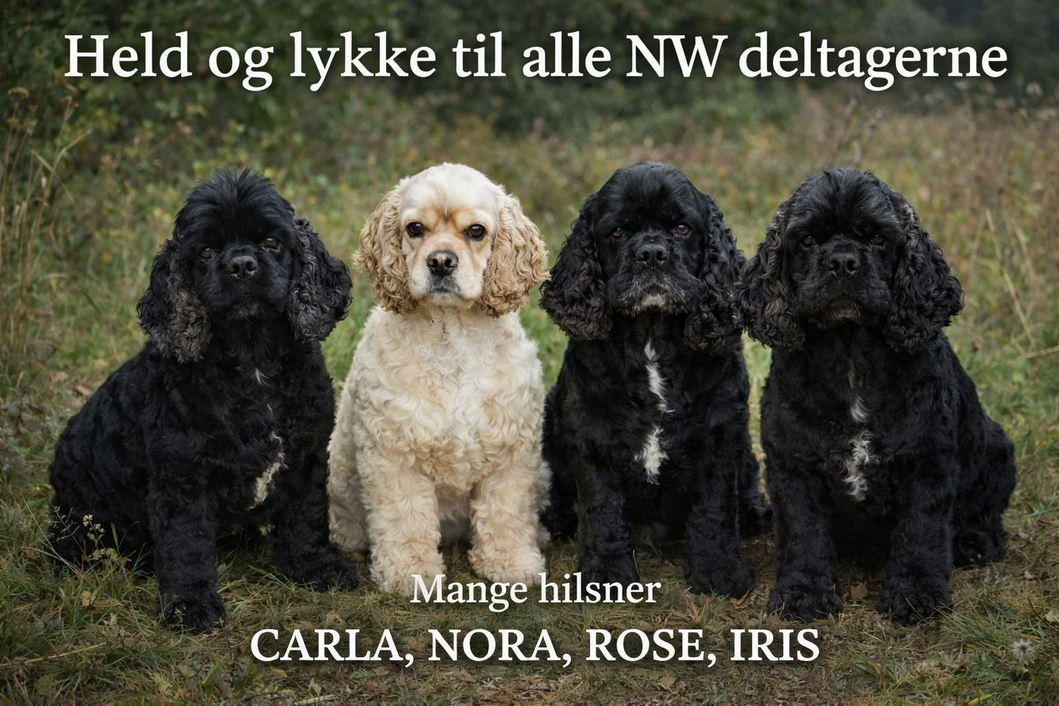 Tillykke - Carla, Nora, Rose og Iris